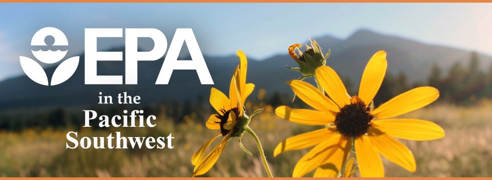 Closeup of orange-yellow wild sunflowers with mountain range in background