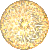 A live centric diatom with chloroplasts containing pigments that give the golden-brown appearance and are used for photosynthesis (image courtesy of diatoms.org). 