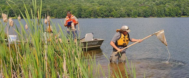 Bioassessment of lake with woman using a net to take water samples