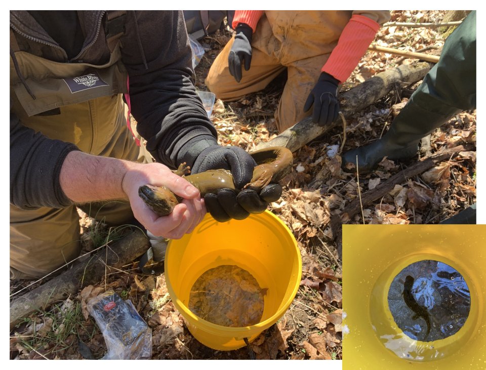 Ohio EPA recently found an endangered hellbender salamander