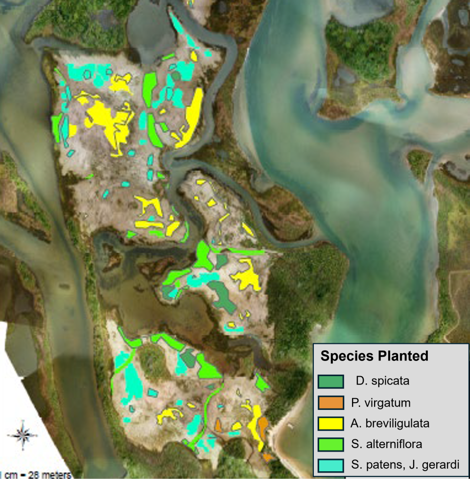 Color-coded map showing areas where different species of wetland grasses were restored through plantings.