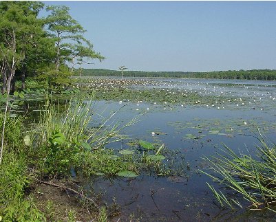 A pond with trees on the left side.