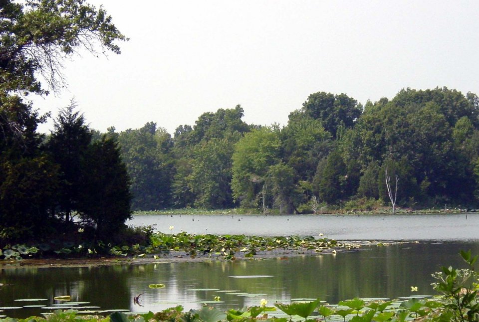 A body of water with lilypads on the surface and trees on the left side and in the background.