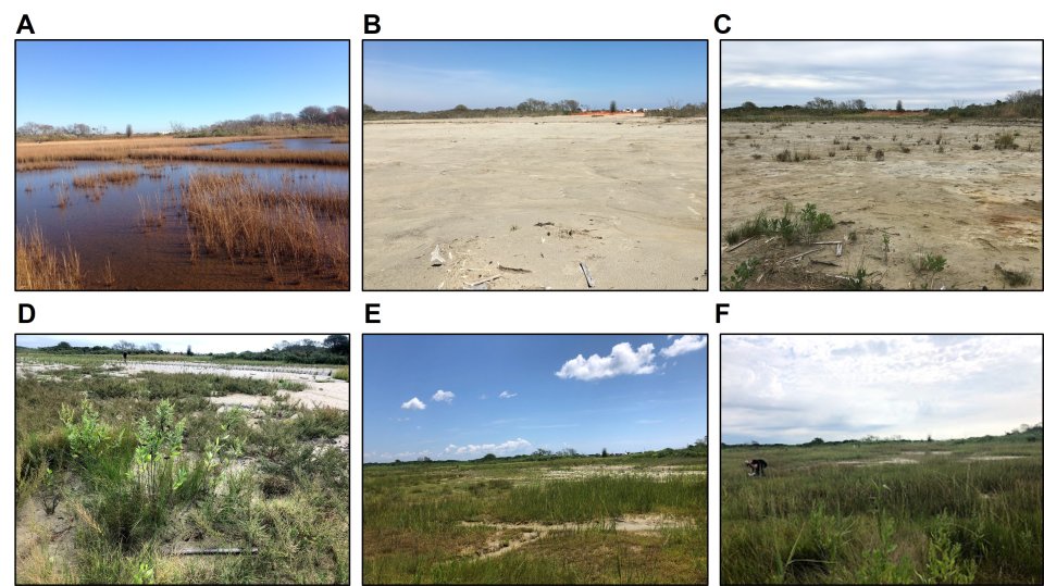 A six-panel set of photos showing the condition of the marsh before, during, and after restoration.