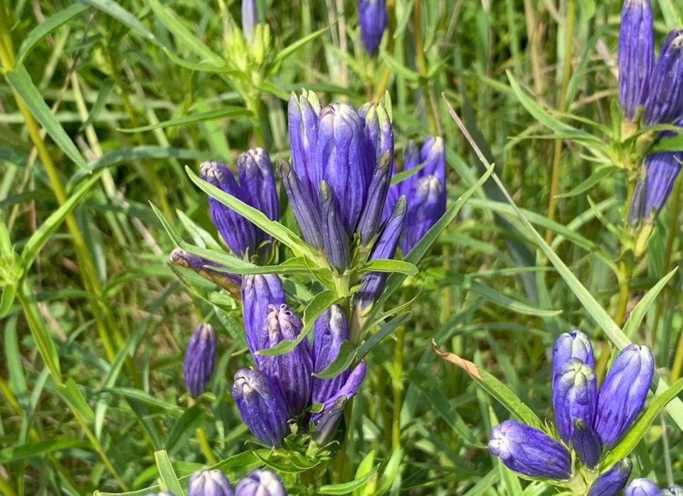 Purple Flower