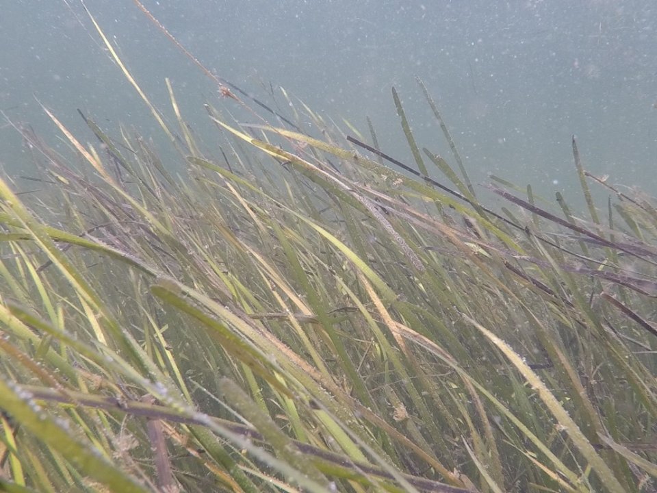 Eelgrass meadow under water.