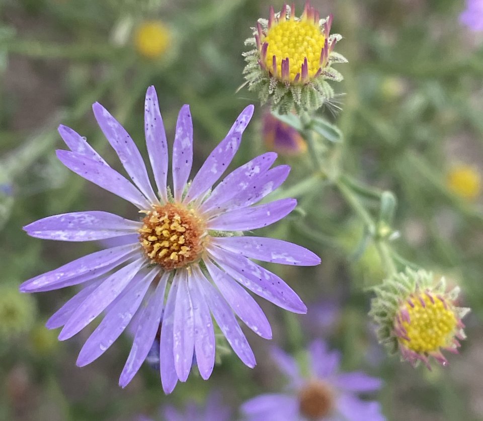 purple flower found along a streambank