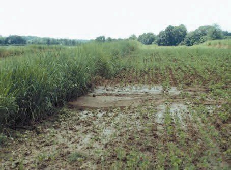 Figure 21. A vegetated barrier contains dense tall grasses