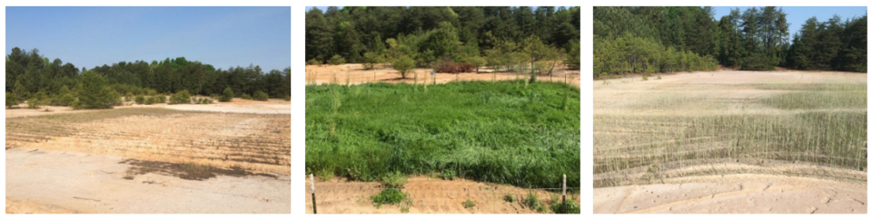 Vegetation growth across three test plots for remediating mine tailings at Henry’s Knob Superfund site in South Carolina. Only the test plot in the middle photo received compost (plus manure).