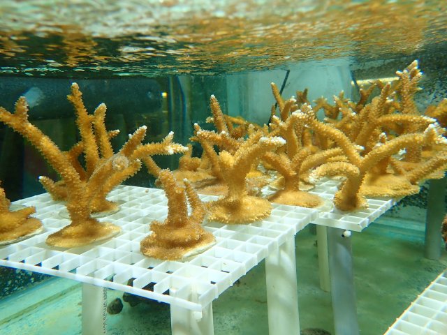 Acropora cervicornis, a threatened species of coral, in one of the culture systems.