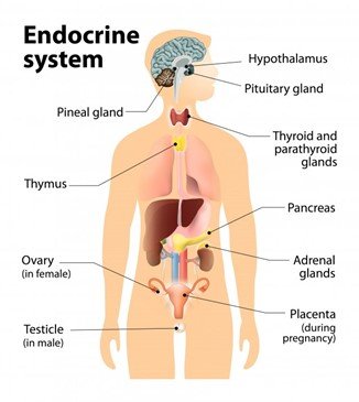 endocrine system