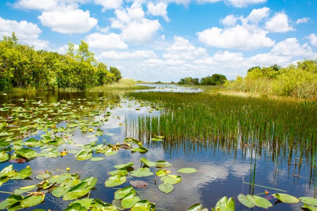 Wetland in florida