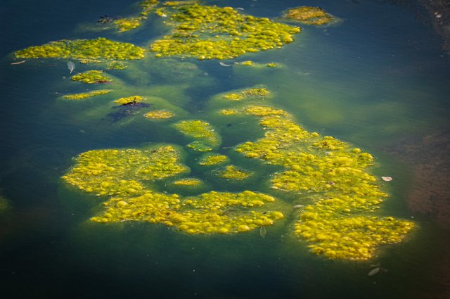 Algae on a lake