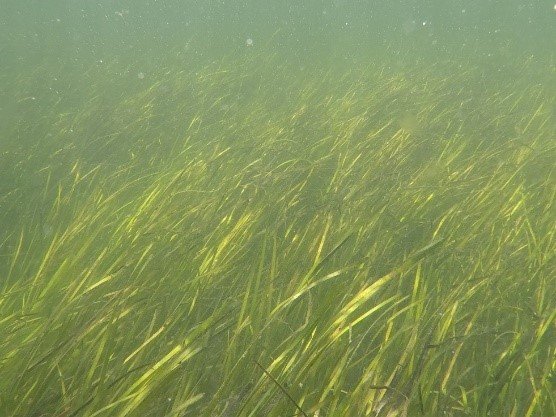 Eelgrass