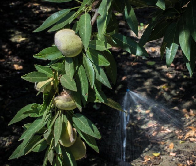 Figure 13. Microsprinkler irrigation 