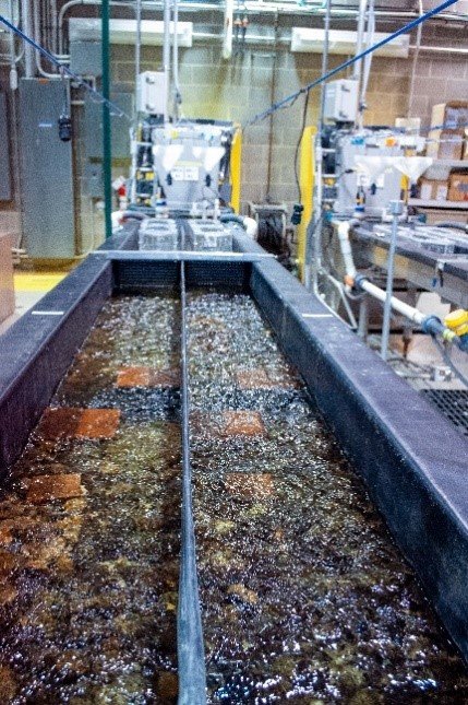 A stream bed in a mesocosm at the Experimental Stream Facility.