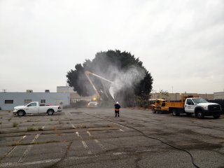 Worker spraying water while a tree is being cut down.