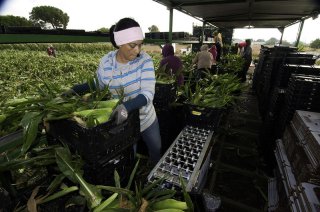 female farmworker in the field