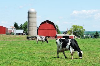 Cow in front of barn grazing