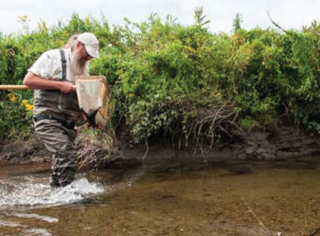 A biologist sampling stream macroinvertebrates with a kick net.