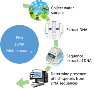 A four step process for metabarcoding fish eDNA: collect water sample; extract DNA; sequence extracted DNA; and determine presence of fish species from DNA sequences.