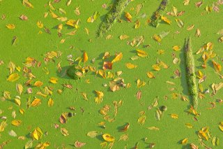 a harmful algal bloom in water with leaves