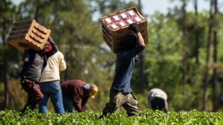 Farmworkers in a green field harvesting strawberries. Two men carry boxes of produce.