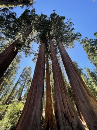 Sequoia trees