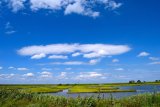 View of wetland