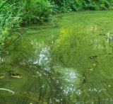 A lake with green water from a cyanobacterial bloom 